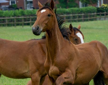 Tiere&Natur