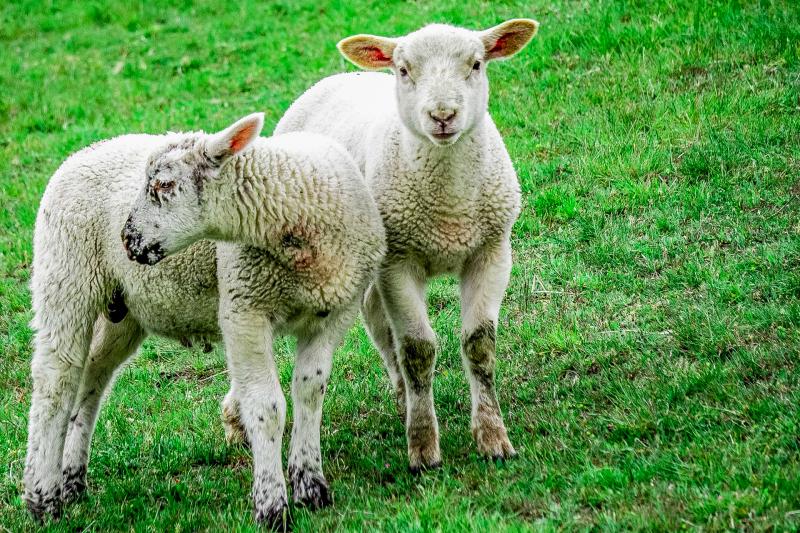 Schafe am Deich