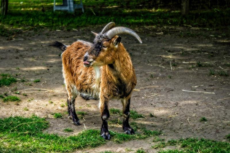 Ziege vom Tjarkshof