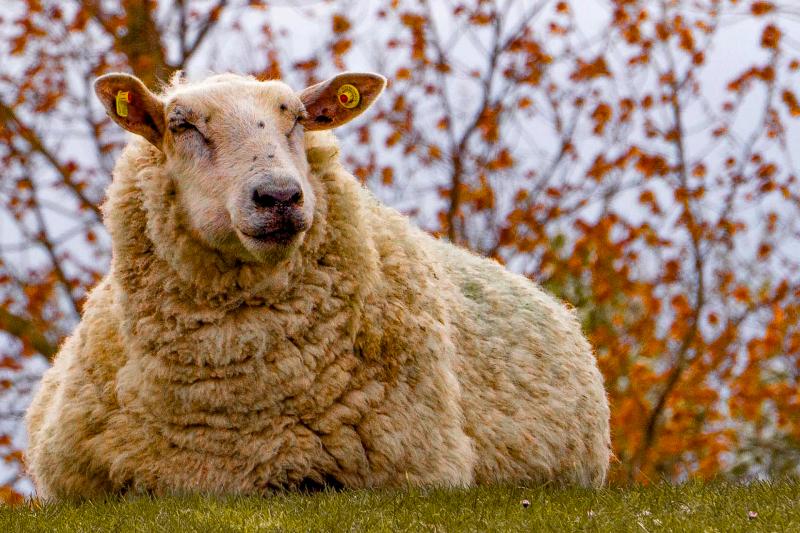Schafe am Deich