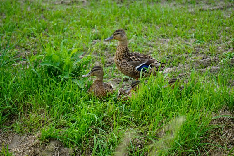 Enten in Friedrichskoog