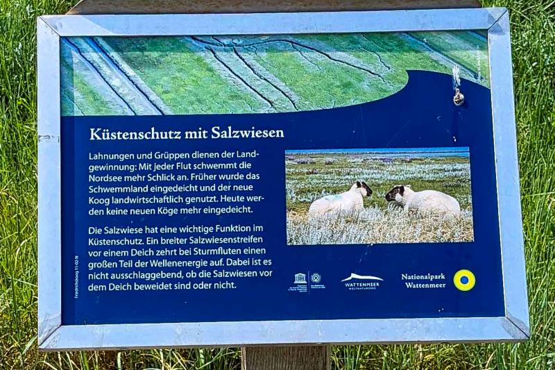 Küstenschutz mit Salzwiesen