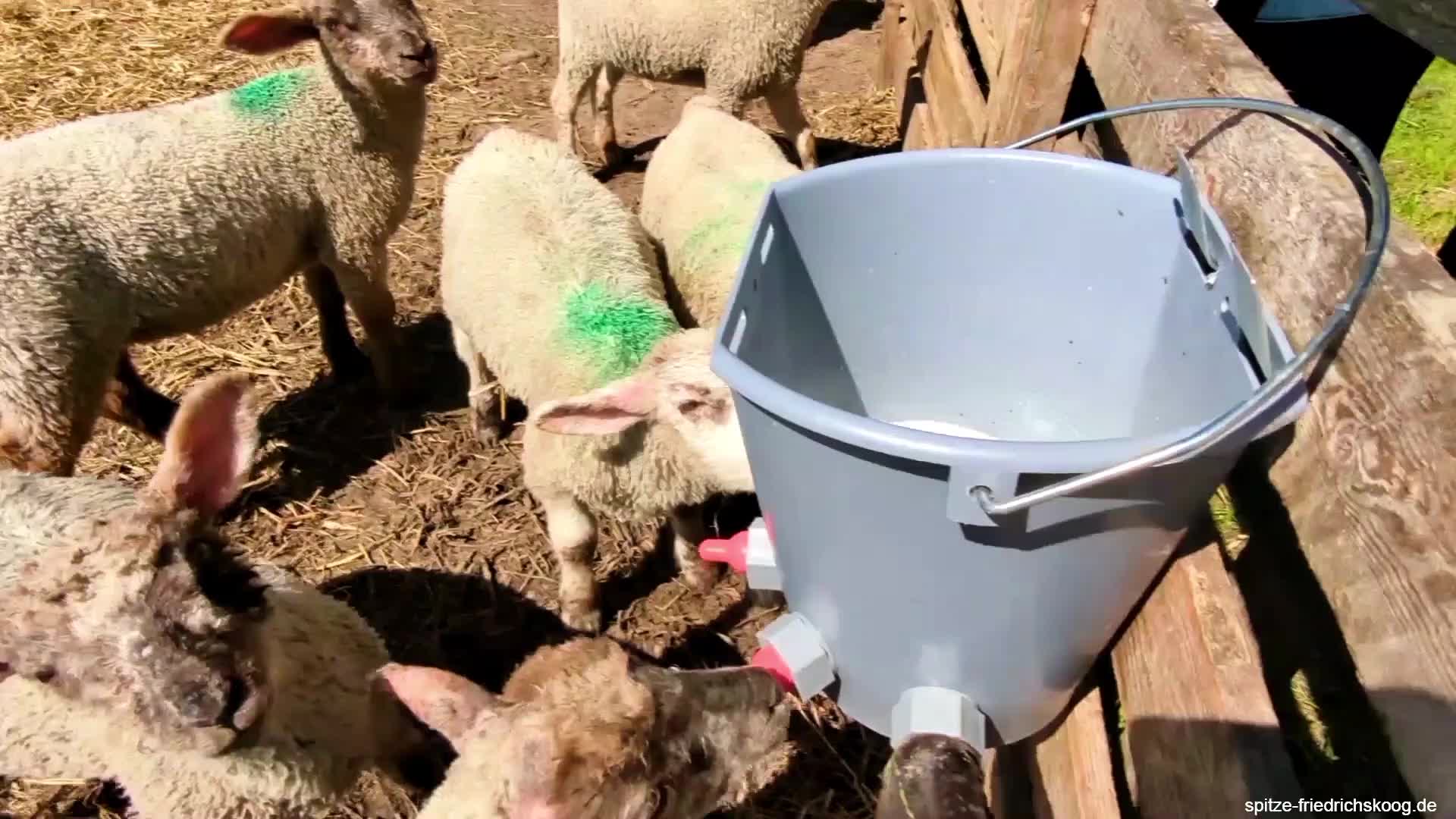 Flaschenlämmer