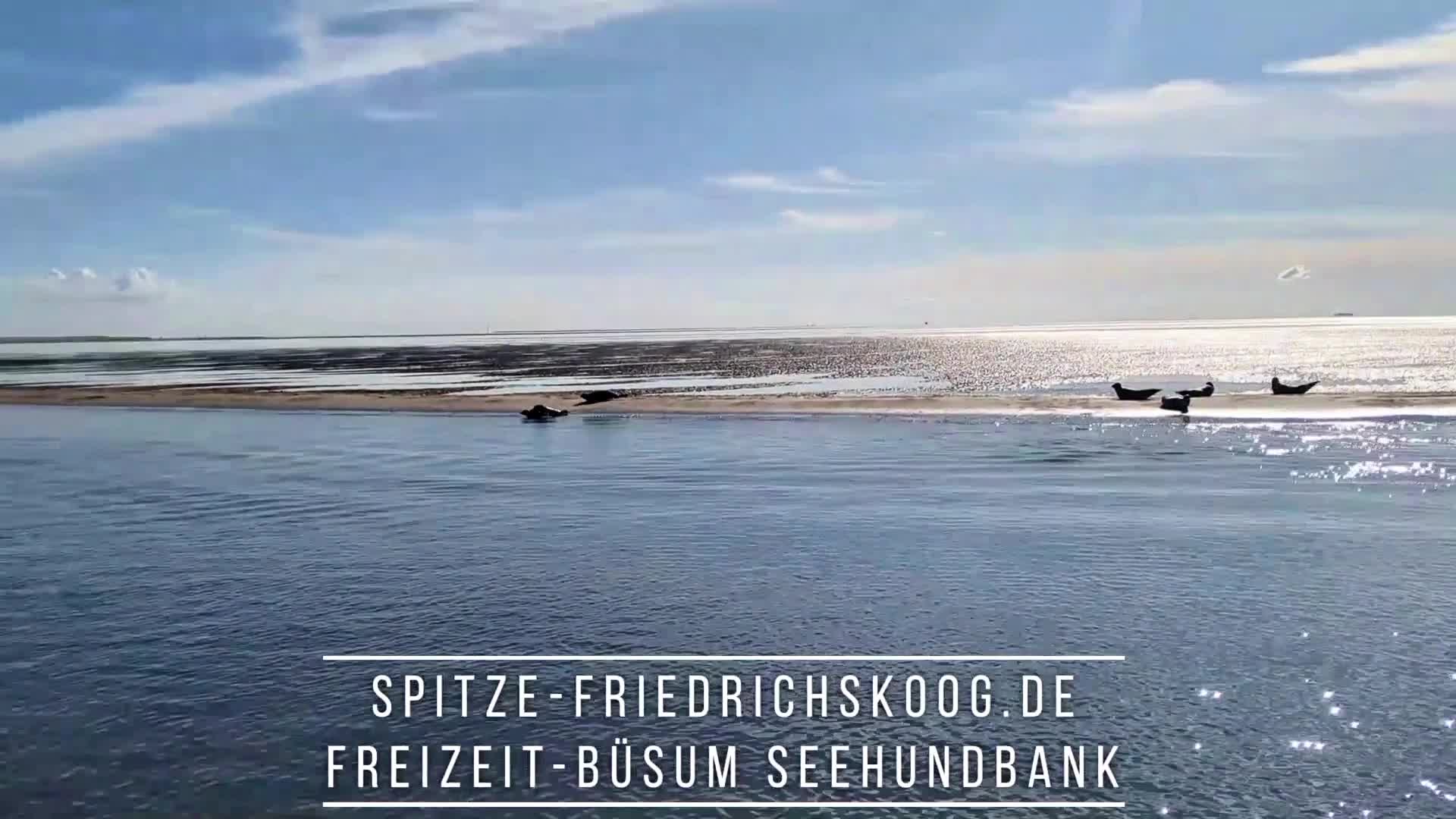 Auf zu den Seehunden