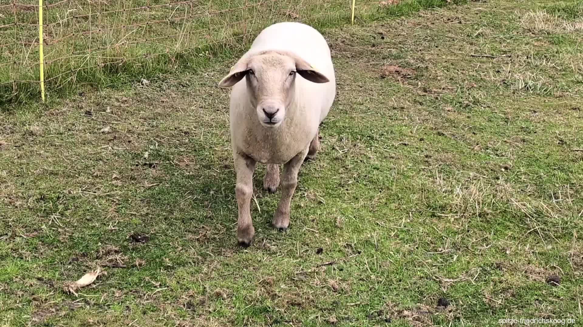 Ein größeres Flaschenlamm