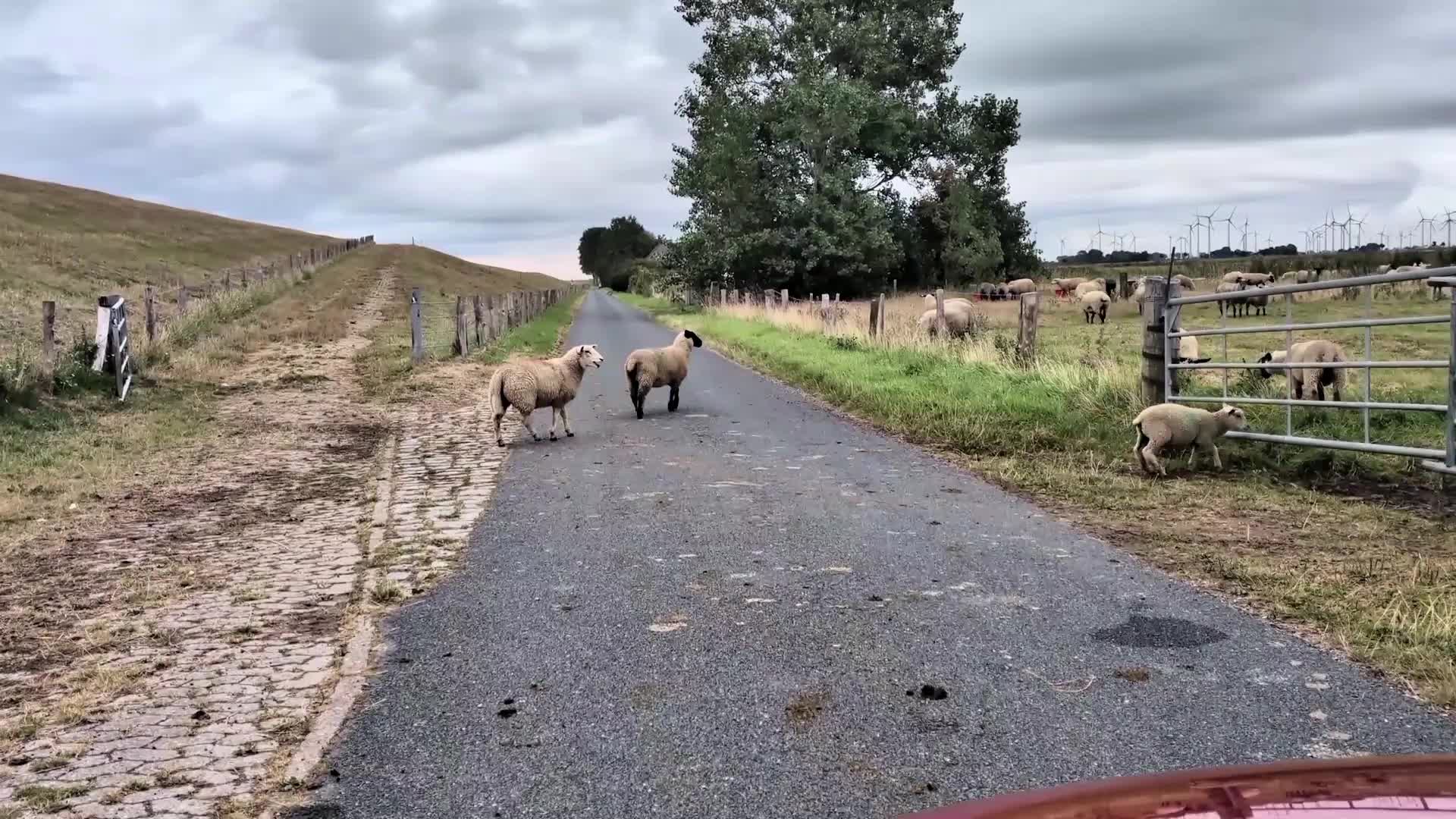 Schafe am Norderdeich