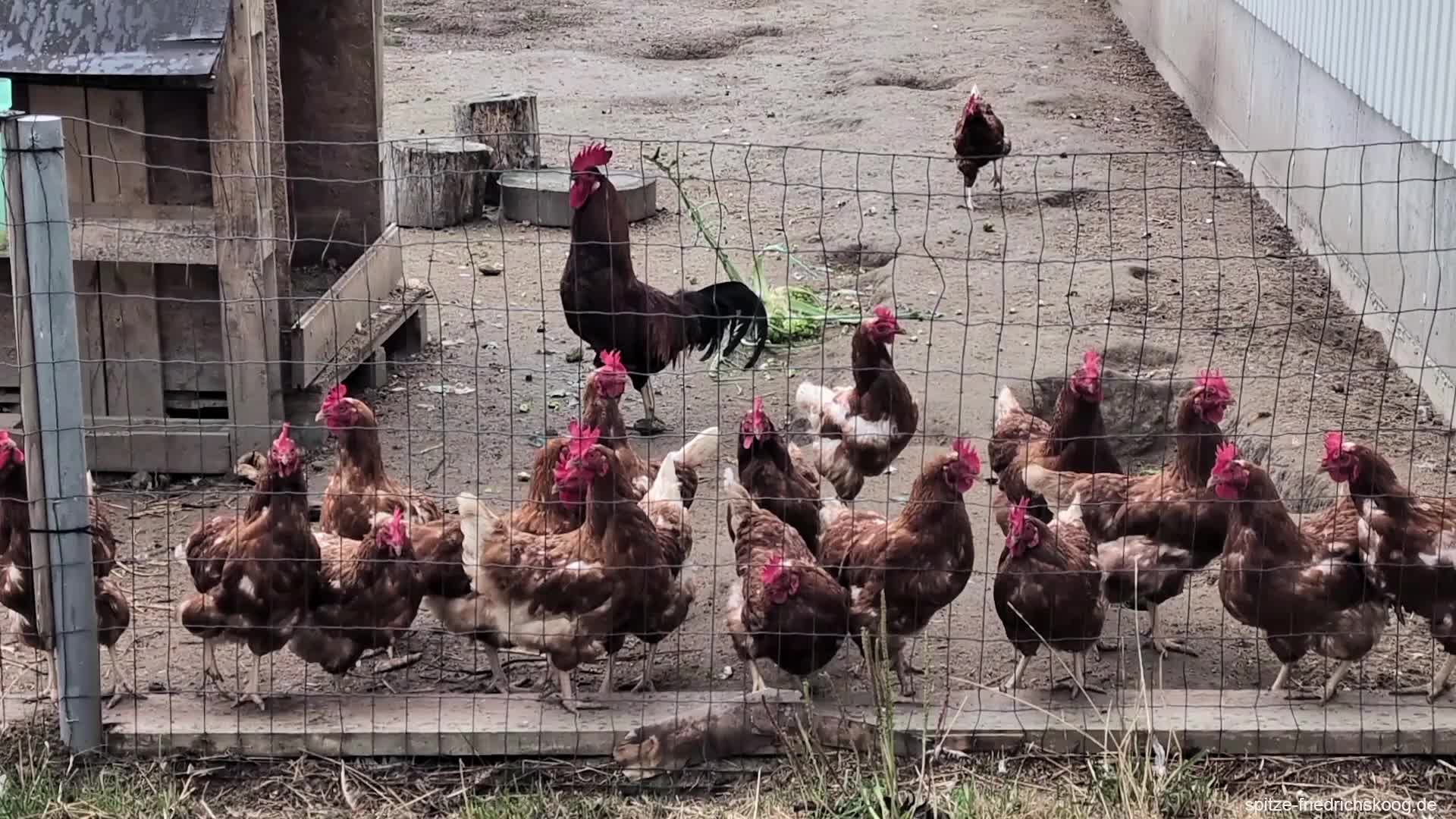 Die besten Eier gibt es hier...