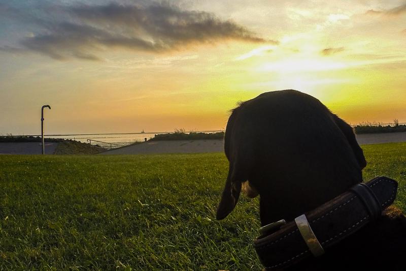 Kann ein Hund einen Sonnenuntergang genießen?