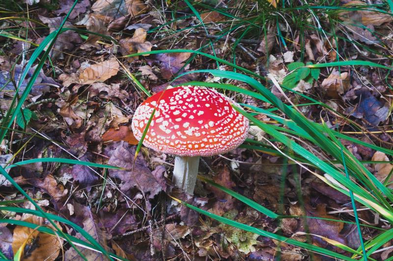Fliegenpilz im Forst Christianslust