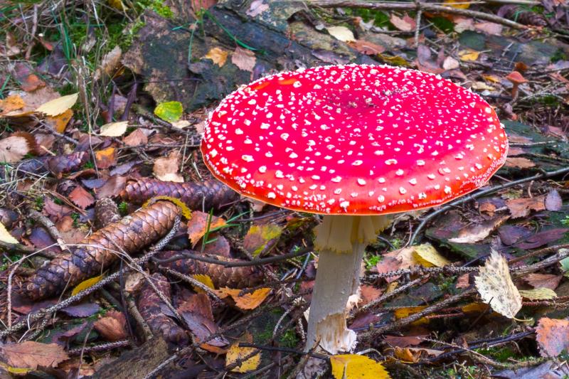 Fliegenpilz im Forst Christianslust