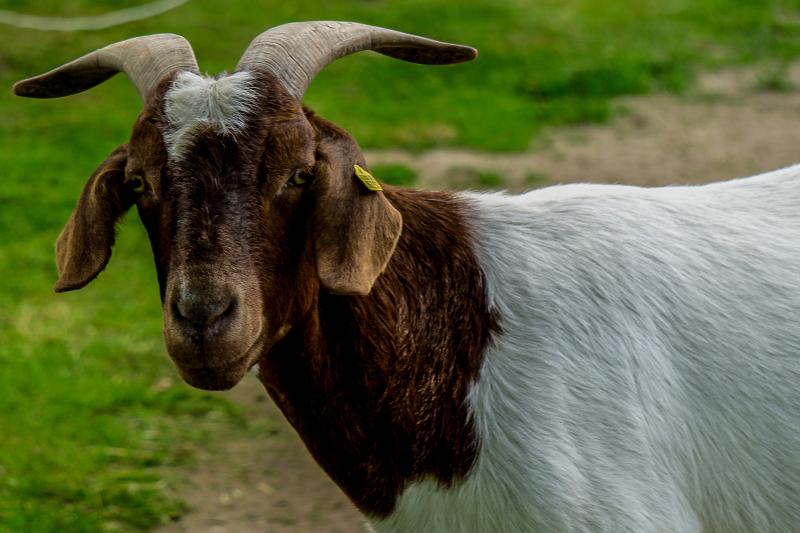 Ziege vom Tjarkshof